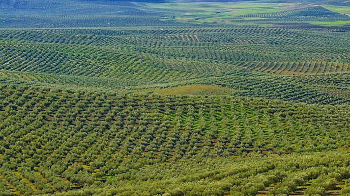 Noticias Andalucía - Promoción del aceite en Brasil