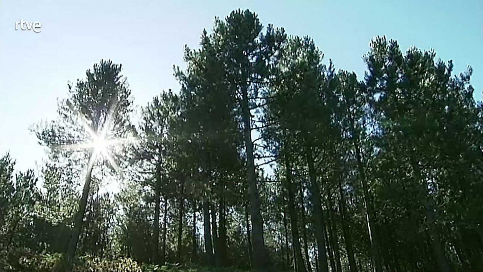 El bosque protector - Cambio climático y su influencia en los bosques españoles - ver ahora