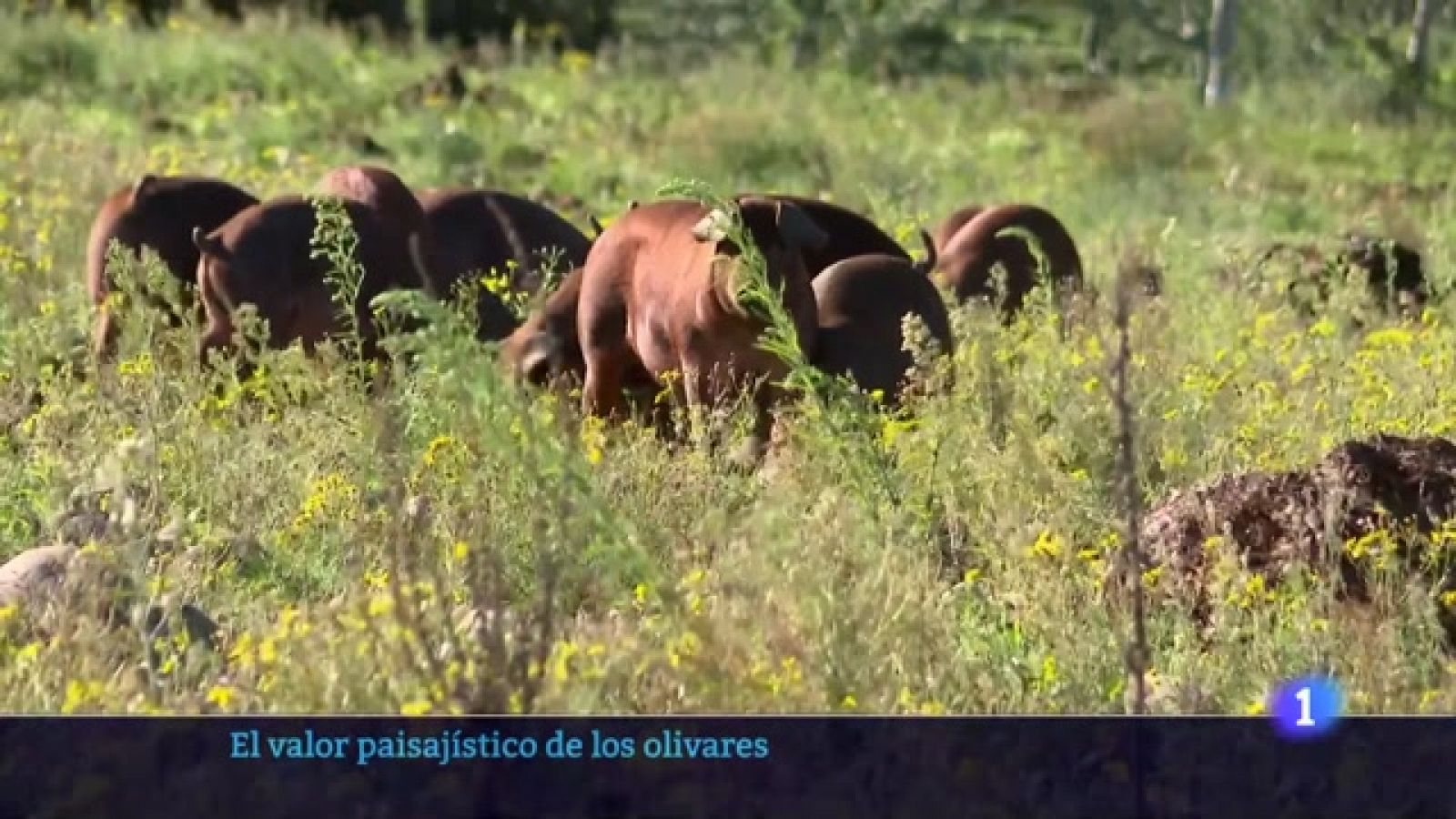 Informativo Telerioja 2 - 07-12-2023 - RTVE.es