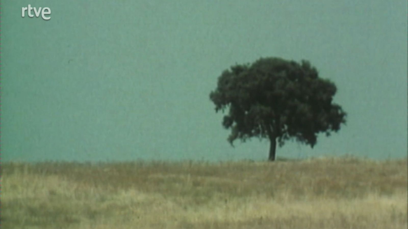 Nuestros árboles - La encina