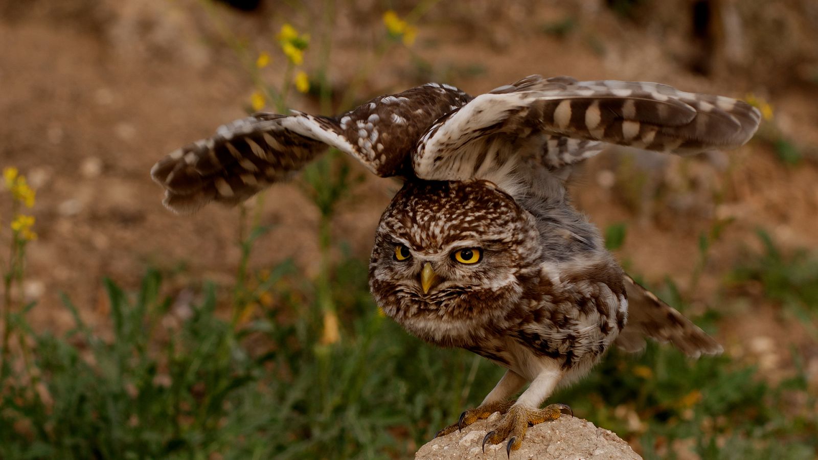 Cuaderno de campo - Mochuelo - ver ahora