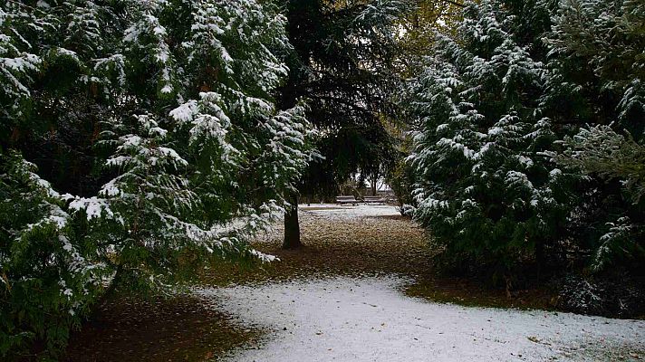 La sequía y las temperaturas extremas causan la muerte del 90% de abetos plantados en Cataluña