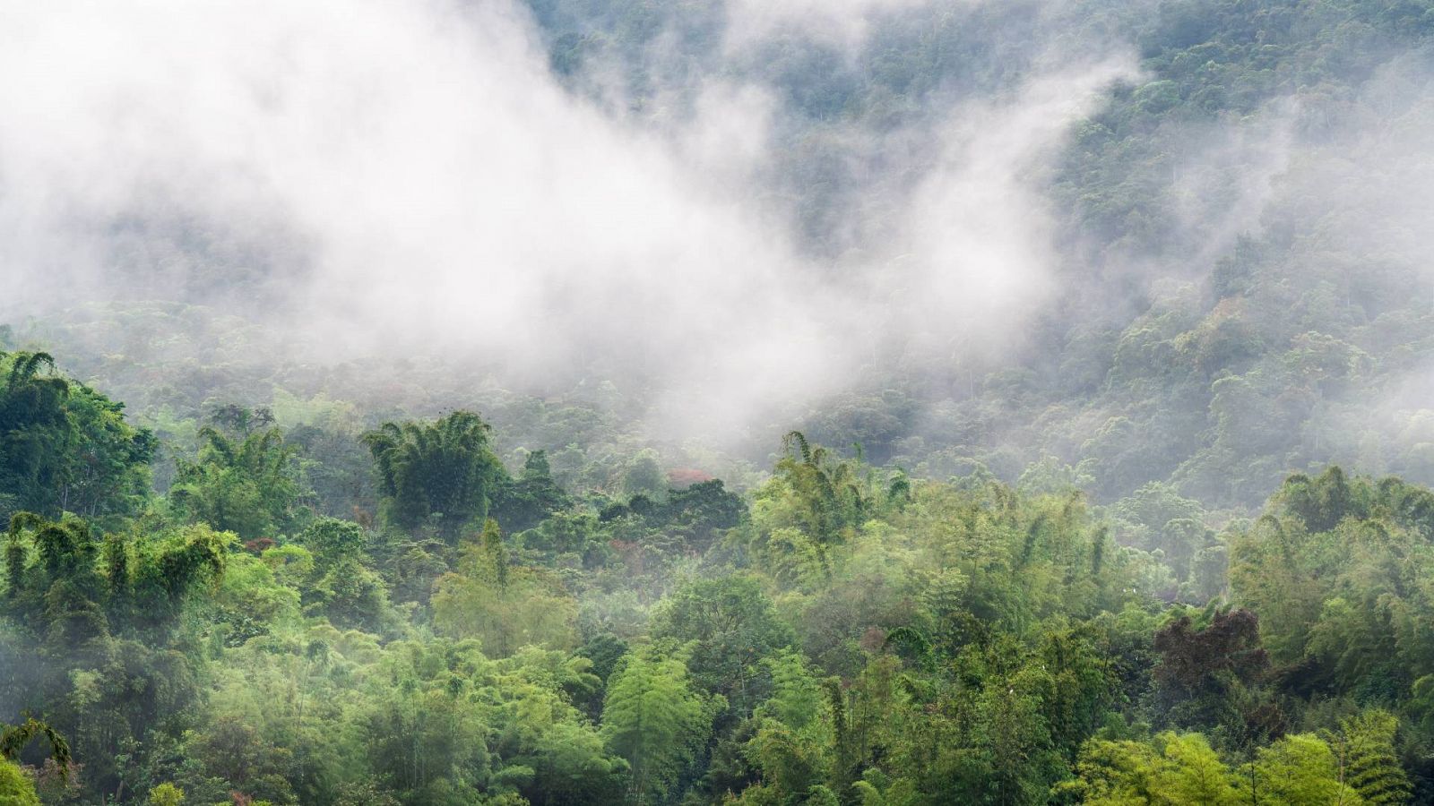 Los ríos voladores de la Amazonía, en peligro | Ver