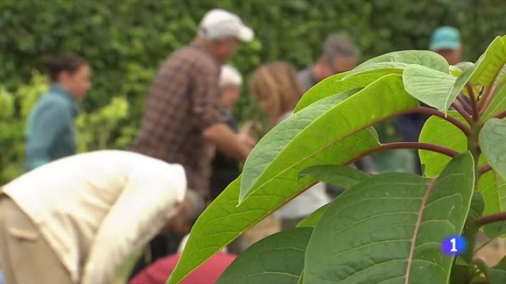 L'Informatiu - Els horts terapèutics milloren el benestar de la gent gran