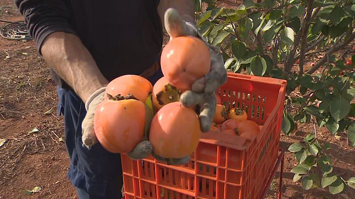 L'informatiu - Comunitat Valenciana - La calor i la sequera afecten el camp