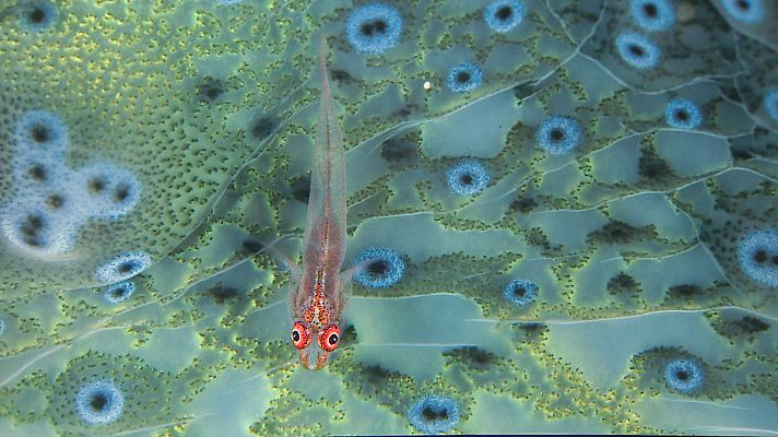 L'informatiu - Comunitat Valenciana - Los colores del mundo y su significado a través de la mirada de 43 fotógrafos de National Geographic