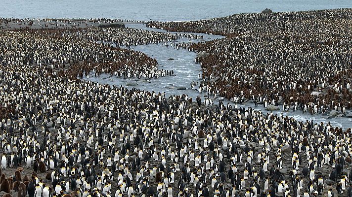 El antártico salvaje - Continentes conectados