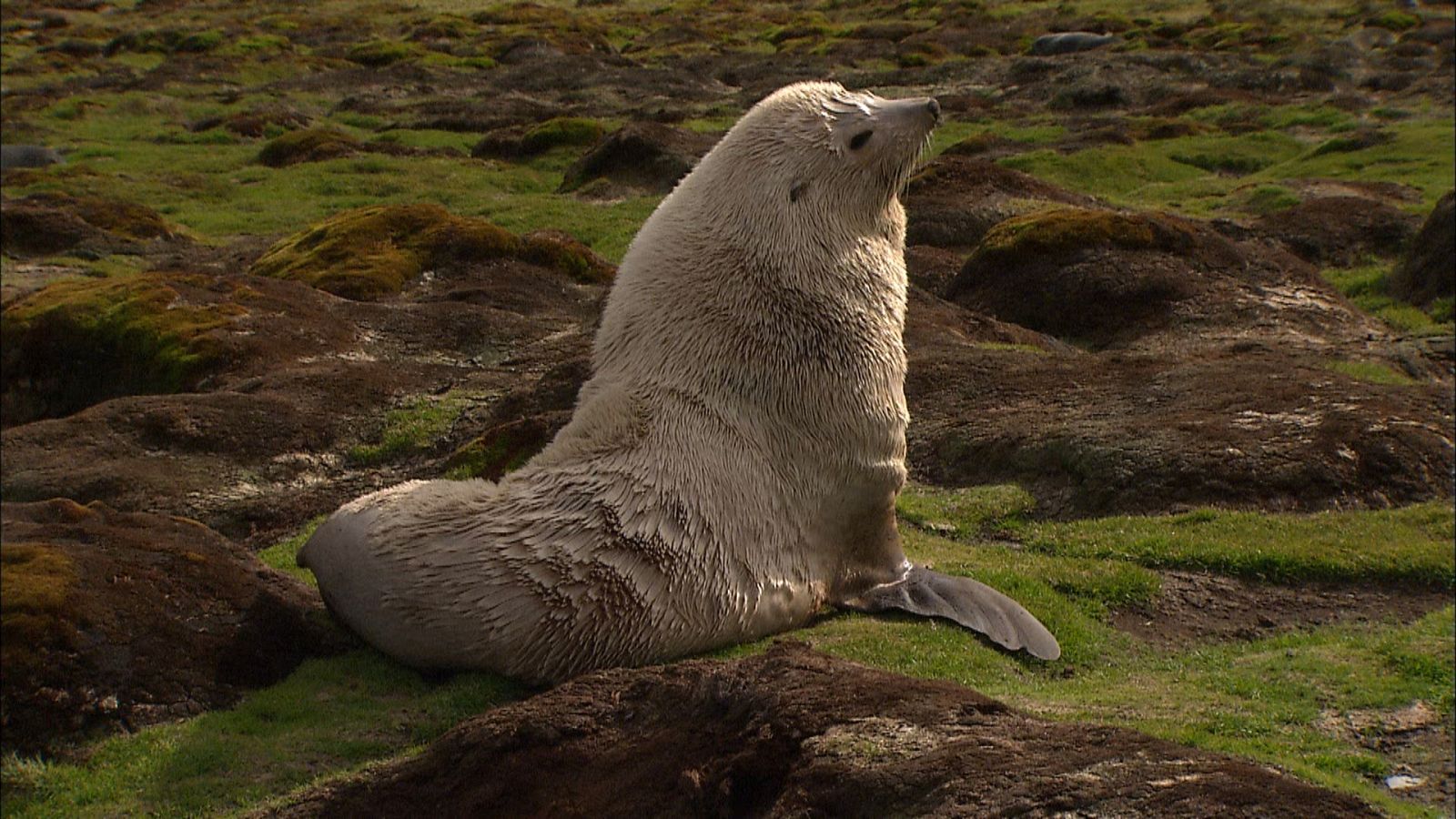 El antártico salvaje - Episodio 4: Islas heladas - ver ahora