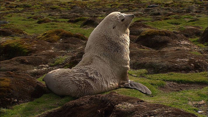 El antártico salvaje - Islas heladas
