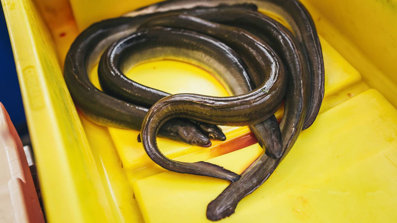 Científicos firman un manifiesto contra la explotación de las anguilas y algunos cocineros han acordado retirarla de sus menús