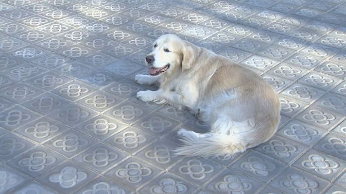 S'acaba la treva per als que porten els gossos deslligats