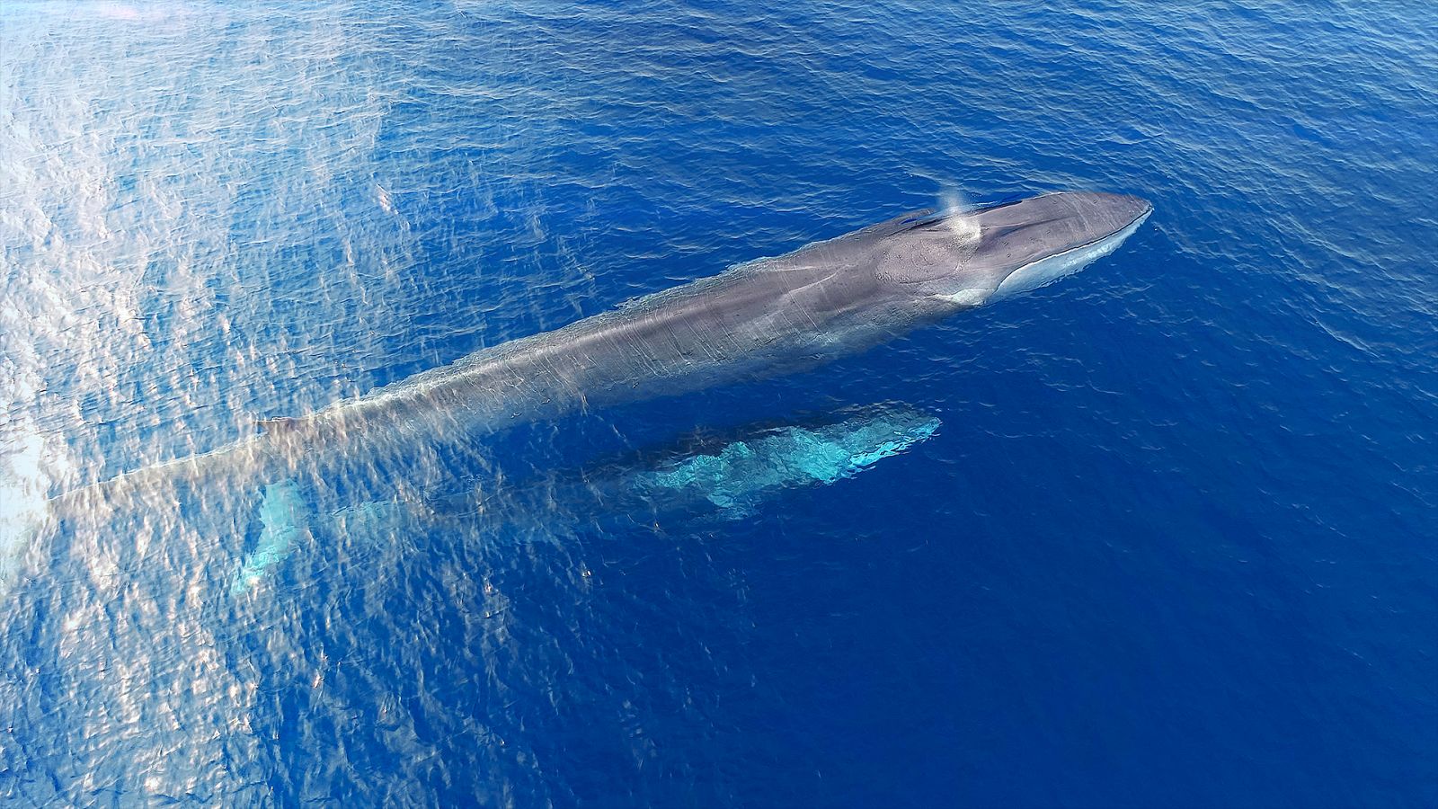 El Mediterráneo, la vida bajo el asedio - Episodio 3: Hacerse adulto - ver ahora