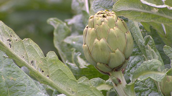 L'informatiu - Comunitat Valenciana - La campaña de la alcachofa llega con algo de retraso pero con mejor calidad