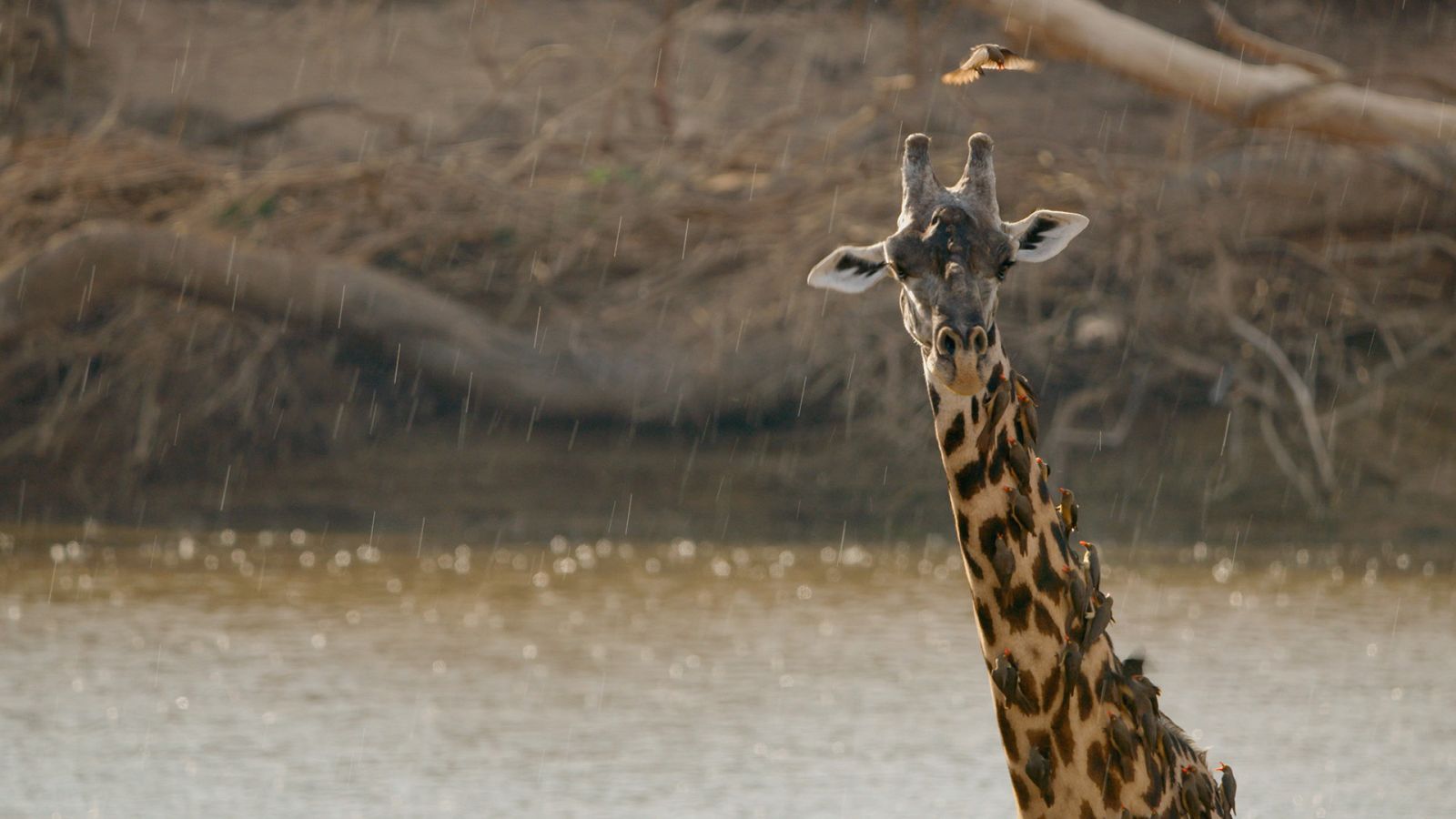 El valle indómito - Episodio 3: La llanura de los ébanos - ver ahora