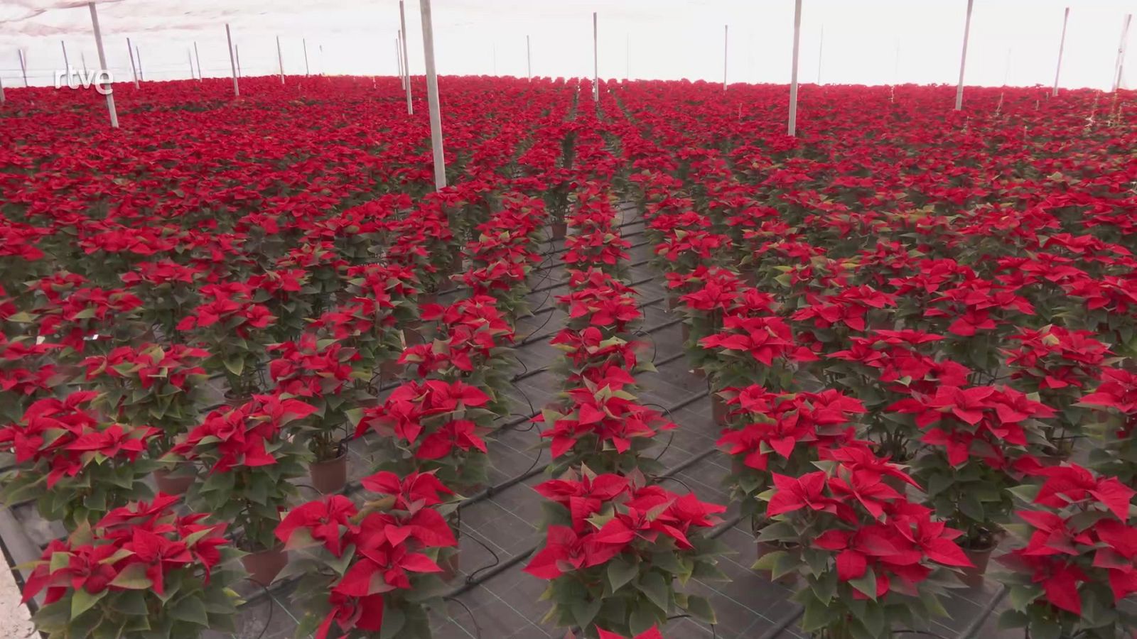 Aquí la Tierra - 19/12/23 - ver ahora