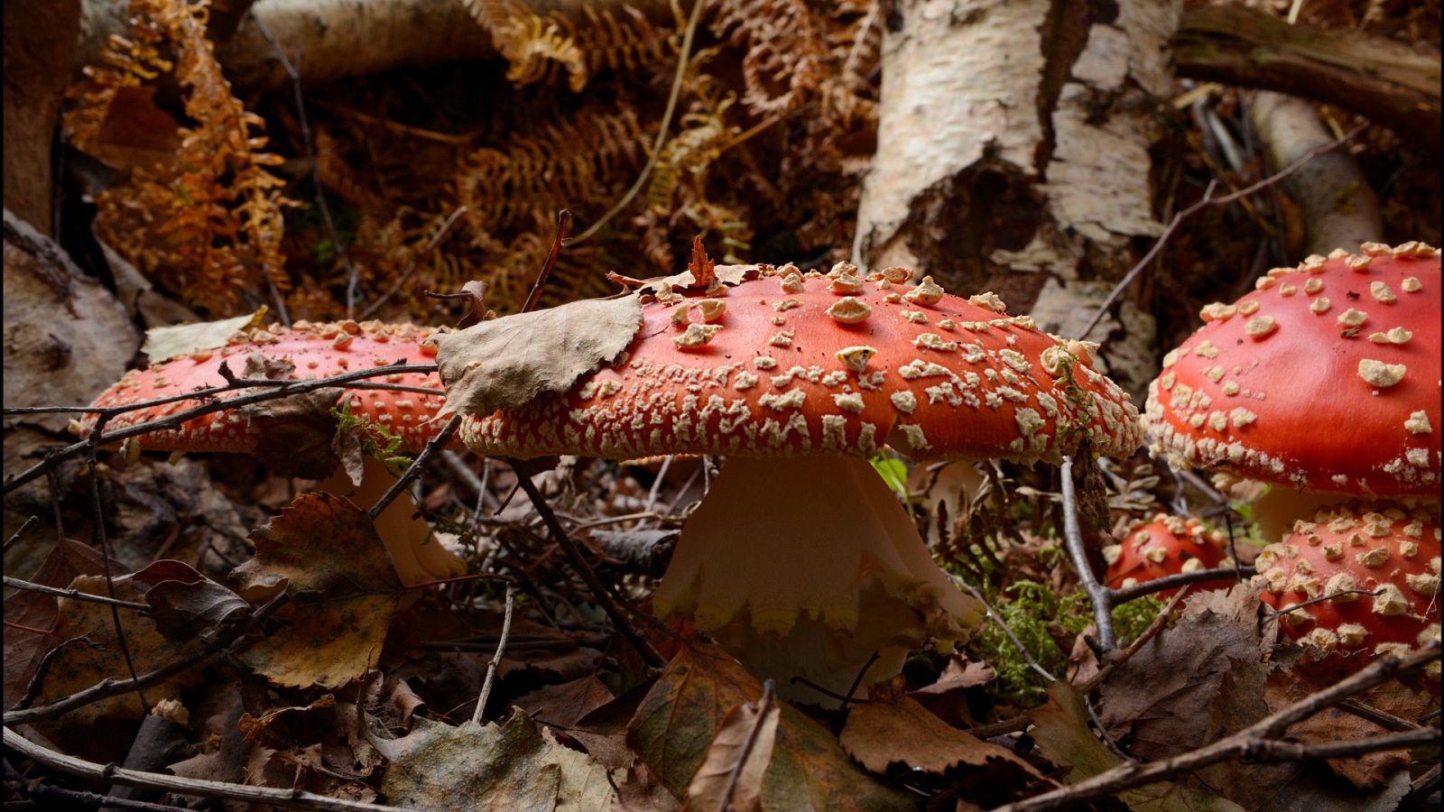 El año de la naturaleza canadiense - Episodio 3: Otoño - ver ahora