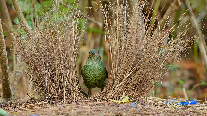 ¡Qué animal! - ¡Qué animal! - Arquitectos