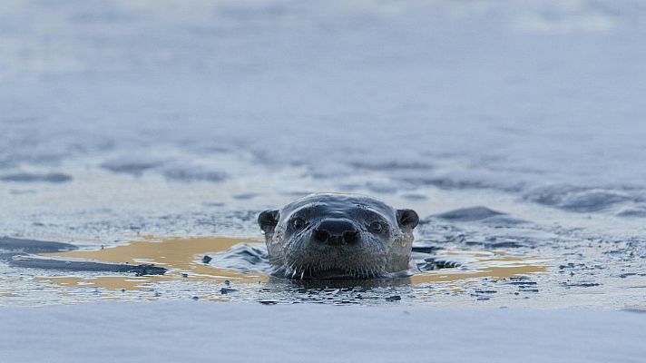 El año de la naturaleza canadiense - Invierno