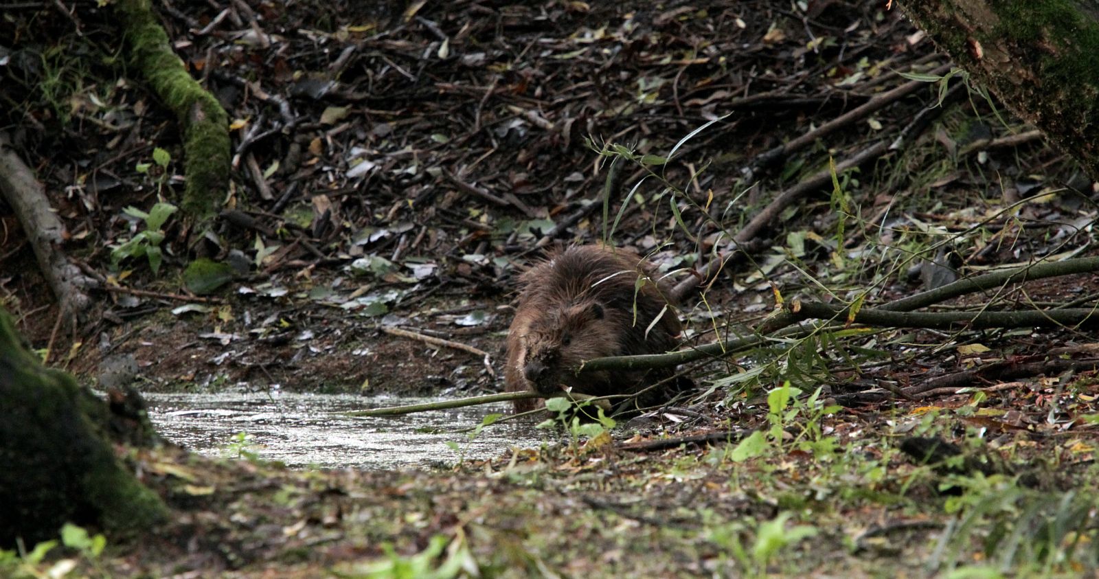 Holanda salvaje - Episodio 2: Bajo el nivel del mar - ver ahora