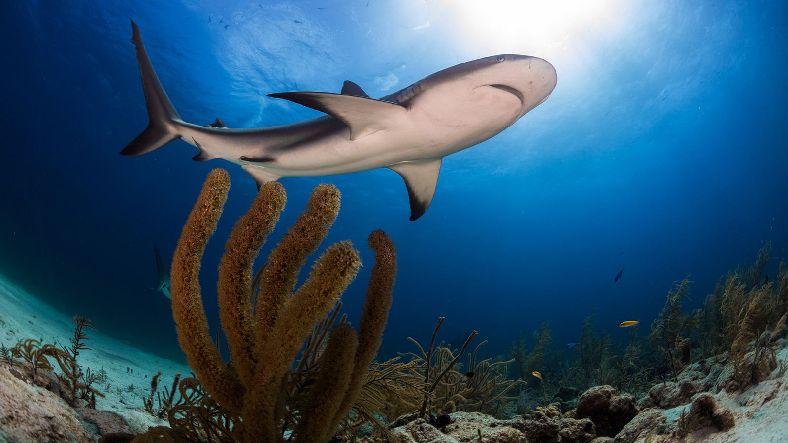La carrera de la vida - La supervivencia de los más aptos - ver ahora