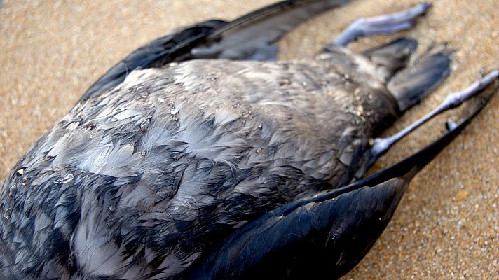Preocupación en Australia por la aparición de miles de aves muertas en sus playas