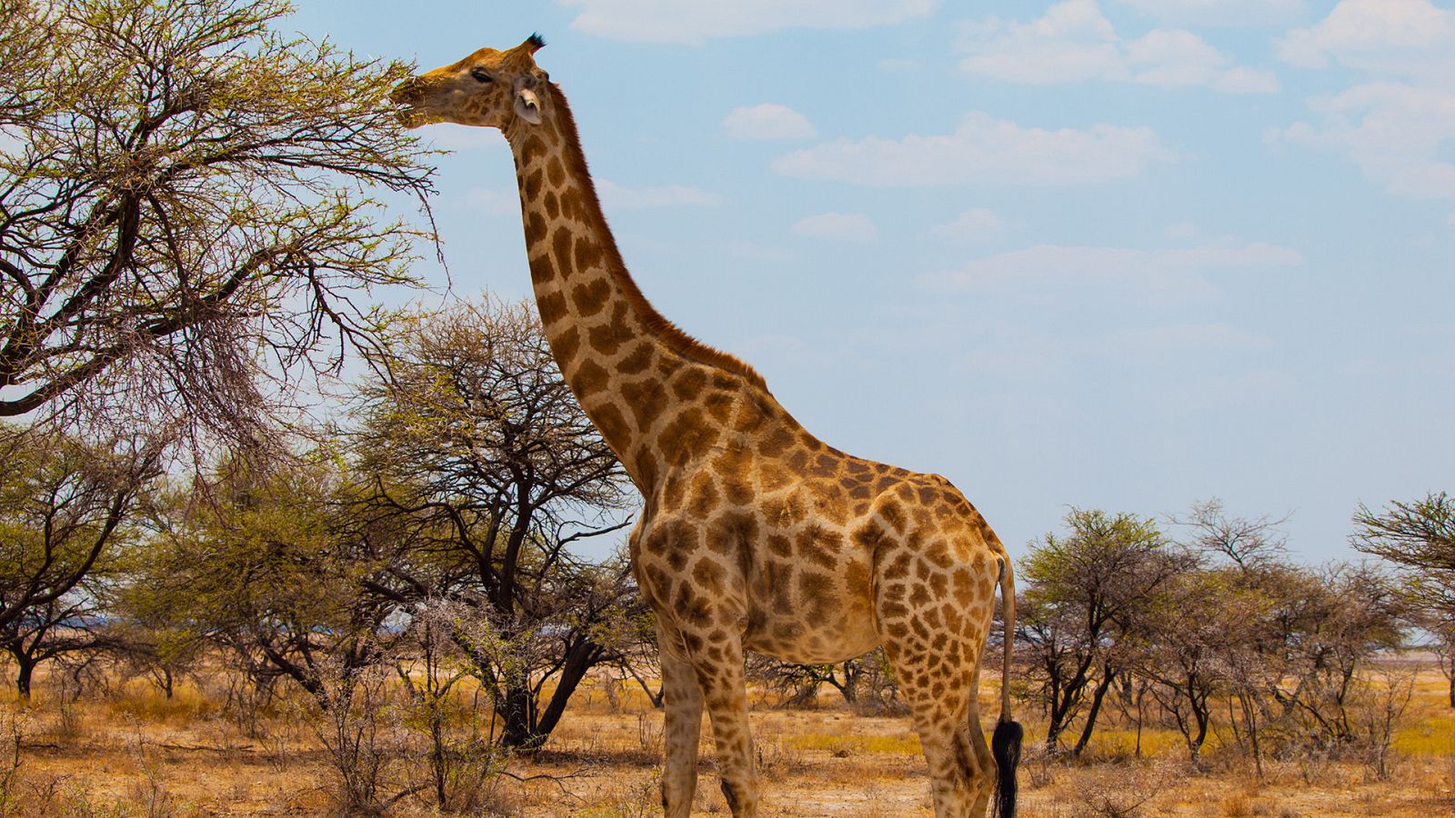 La carrera de la vida - Episodio 4: Herbívoros - ver ahora