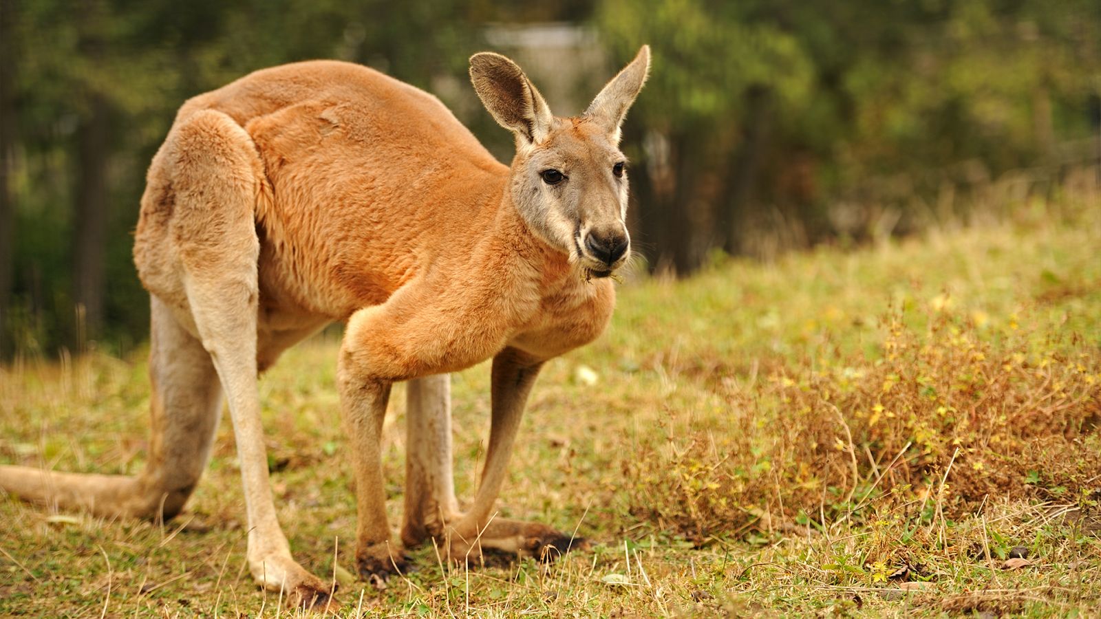 La carrera de la vida - Episodio 6: Corre como el viento - ver ahora