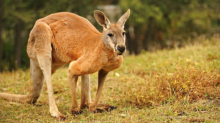 La carrera de la vida - Corre como el viento