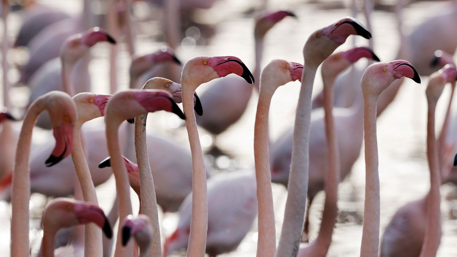 Albufera de València: Es duplica la presència de flamencs que danyen els arrosars