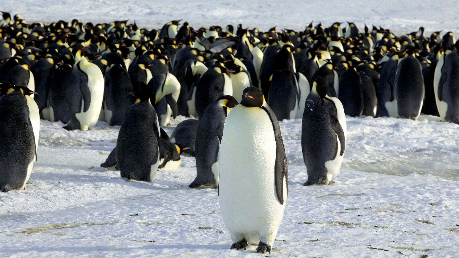 El pingüino barbijo más longevo de Europa cumple 40 años