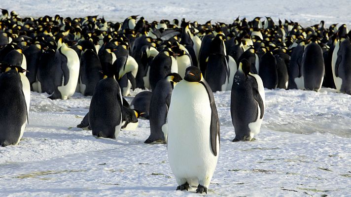 Telediario 2 - El pingüino barbijo más longevo de Europa cumple 40 años