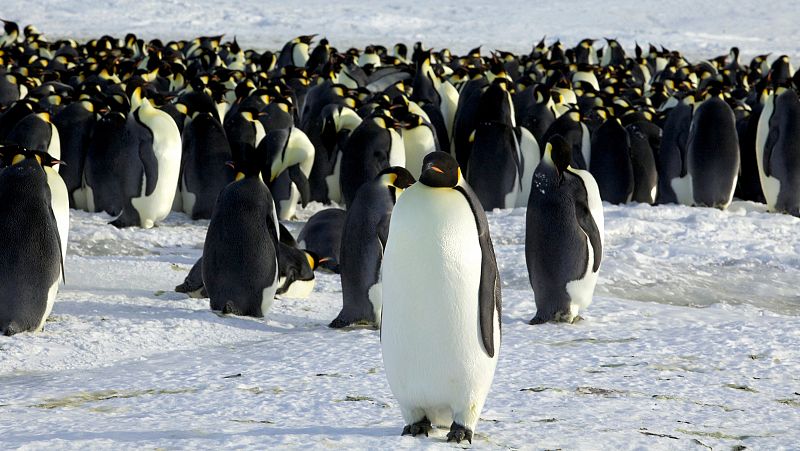 El pingüino barbijo más longevo de Europa cumple 40 años