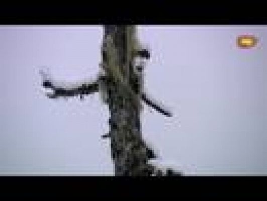  - Esquí de fondo. 4x10km (masculino)