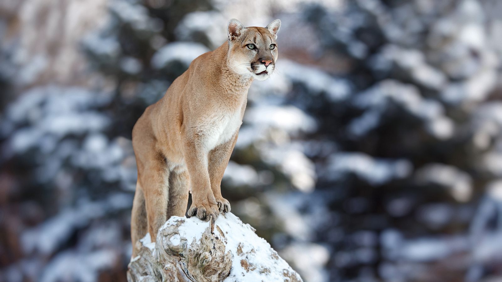 La carrera de la vida - Los grandes felinos - ver ahora