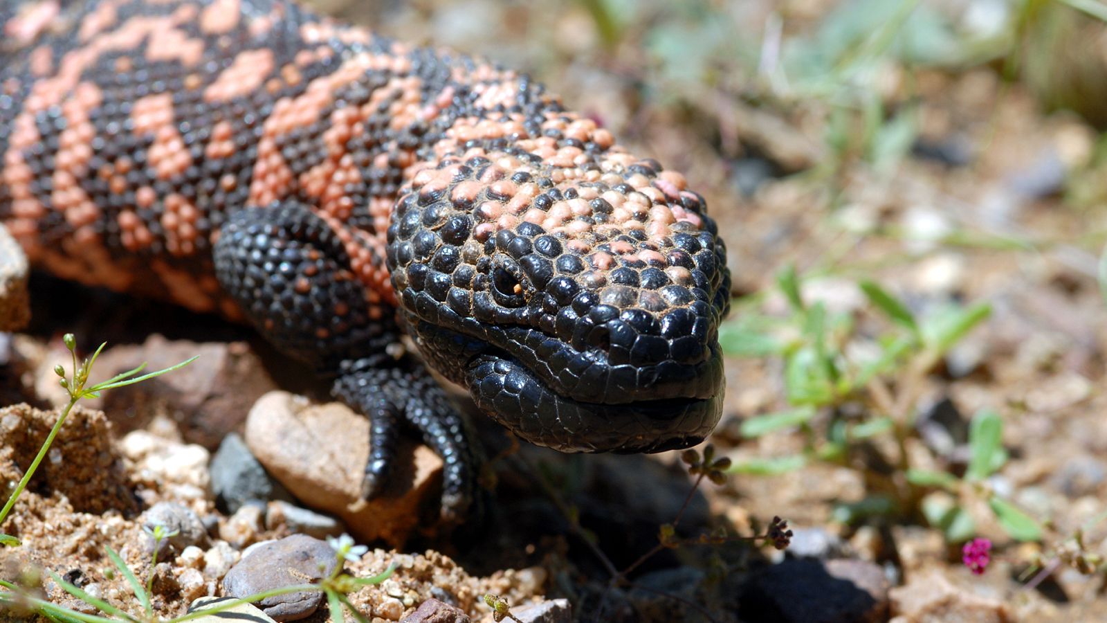 La carrera de la vida - Episodio 3: La gran carrera del desierto - ver ahora