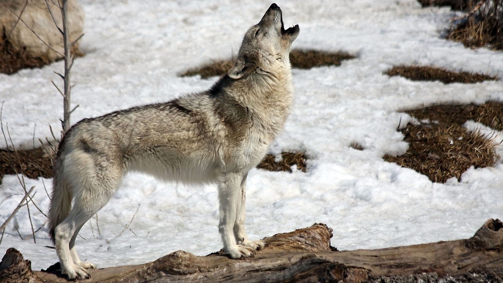 La carrera de la vida - Episodio 5: Guerreros de la naturaleza - ver ahora