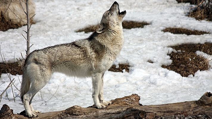 La carrera de la vida - Guerreros de la naturaleza
