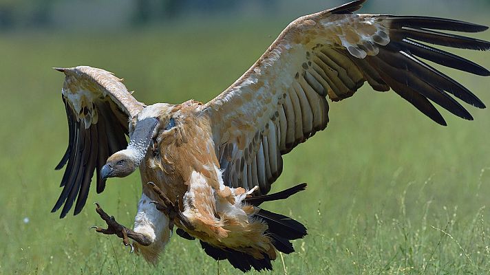 Las aves primitivas