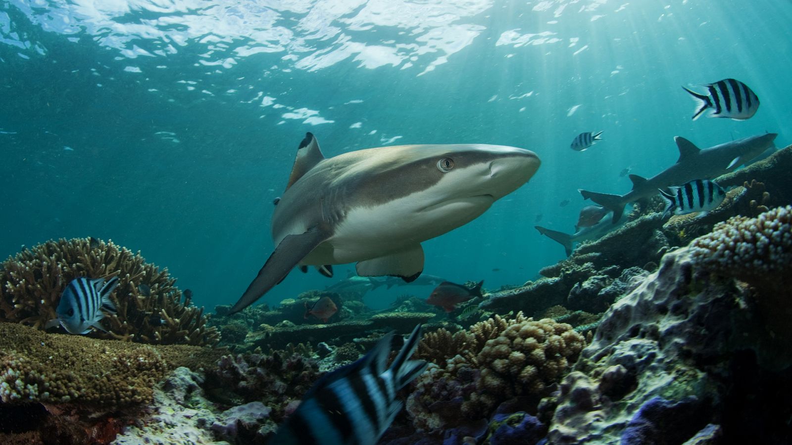 La carrera de la vida - Episodio 10: Los depredadores submarinos - ver ahora