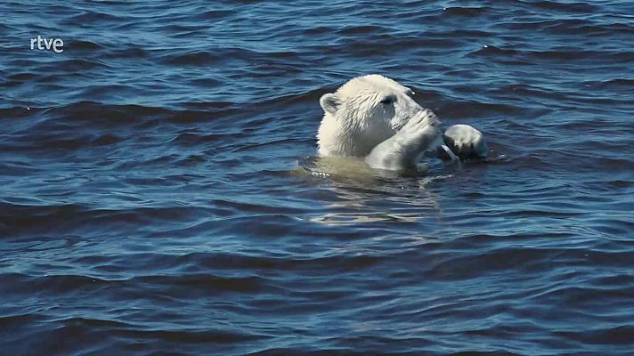 Siete mundos, un planeta: cómo se hizo - Siete mundos, un planeta: Cómo se hizo