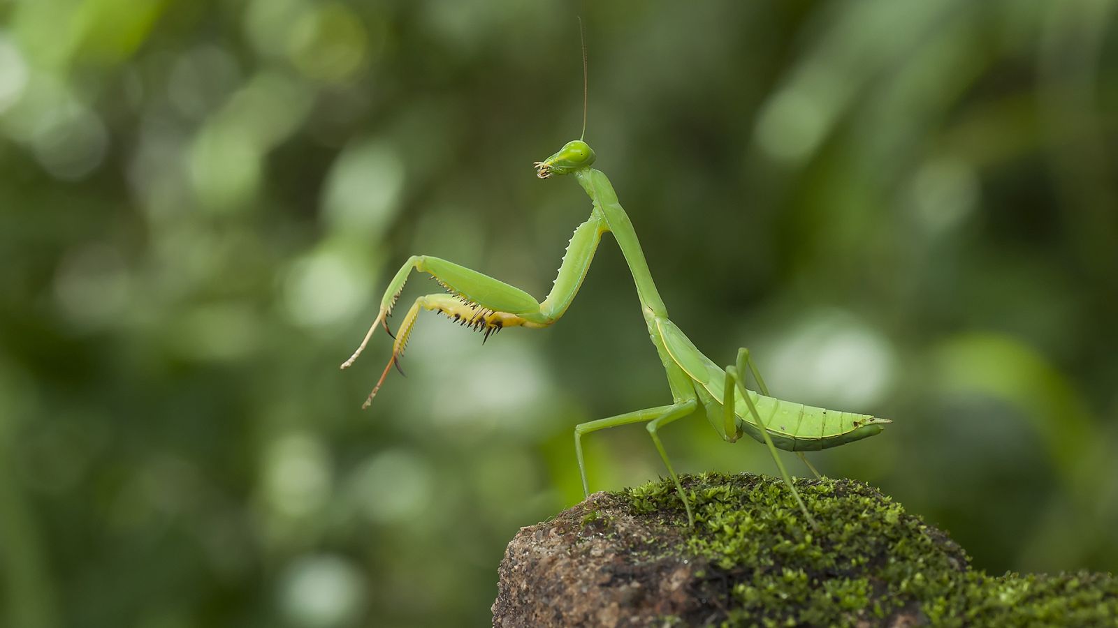 La carrera de la vida - Episodio 12:  La carrera a ras de suelo - ver ahora