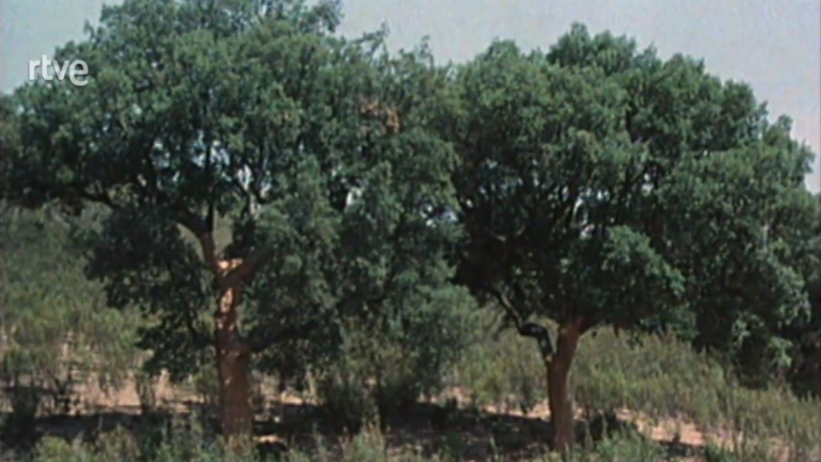 Nuestros árboles - El alcornoque