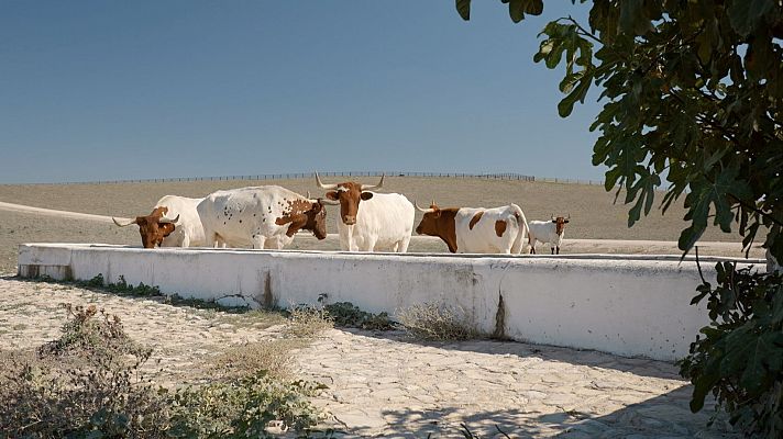 El pasado burgués de la Campiña de Jerez