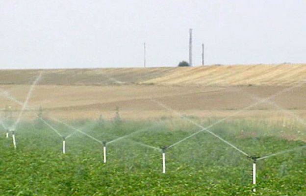  - Nuevo cultivo transgénico en Europa