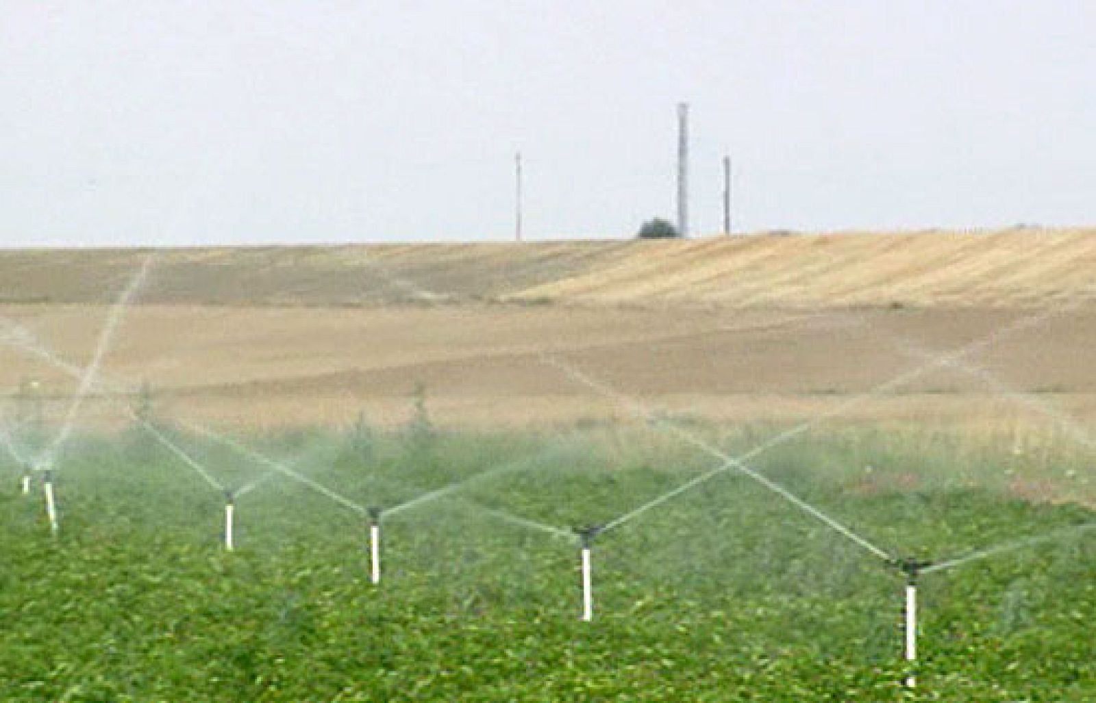La gran novedad será un tipo de patata que se utilizará para alimentar al ganado y fabricar papel.