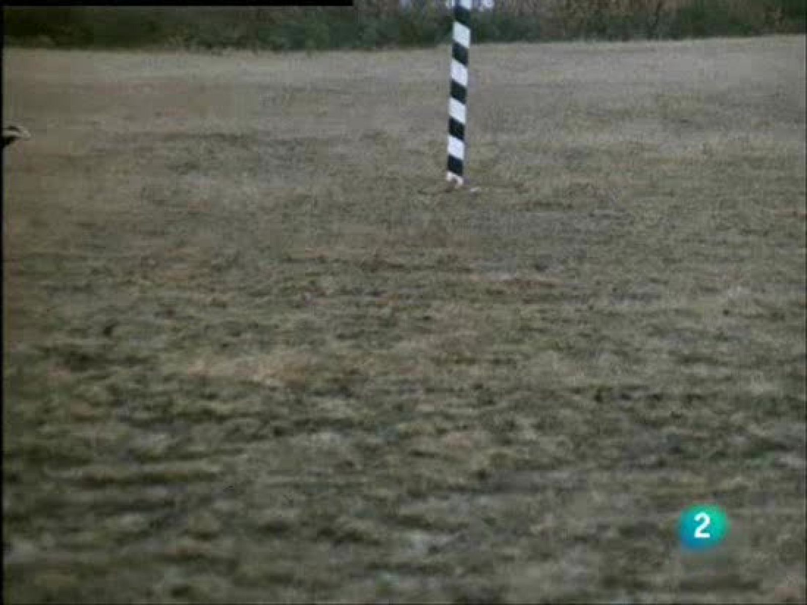 Algunos animales como el tejón o la liebre no son tan veloces