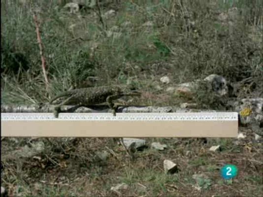 El hombre y la Tierra - La fabulosa lengua del camaleón