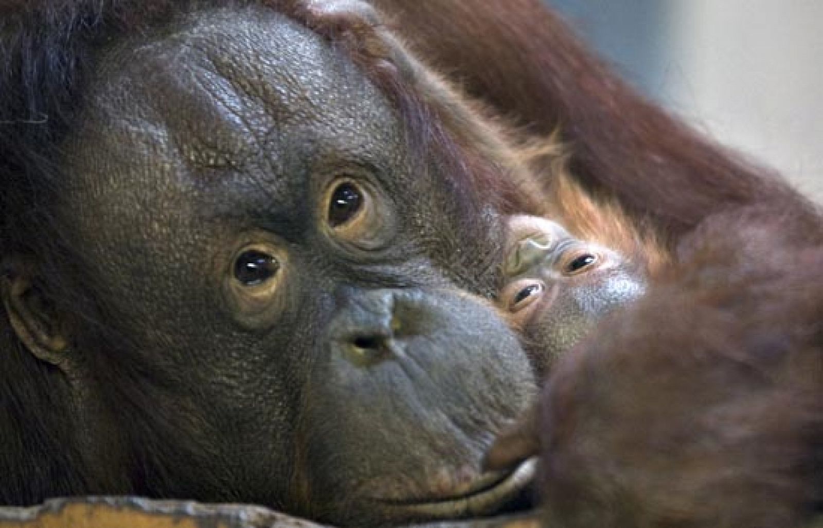 Los orangutanes podrían extinguirse