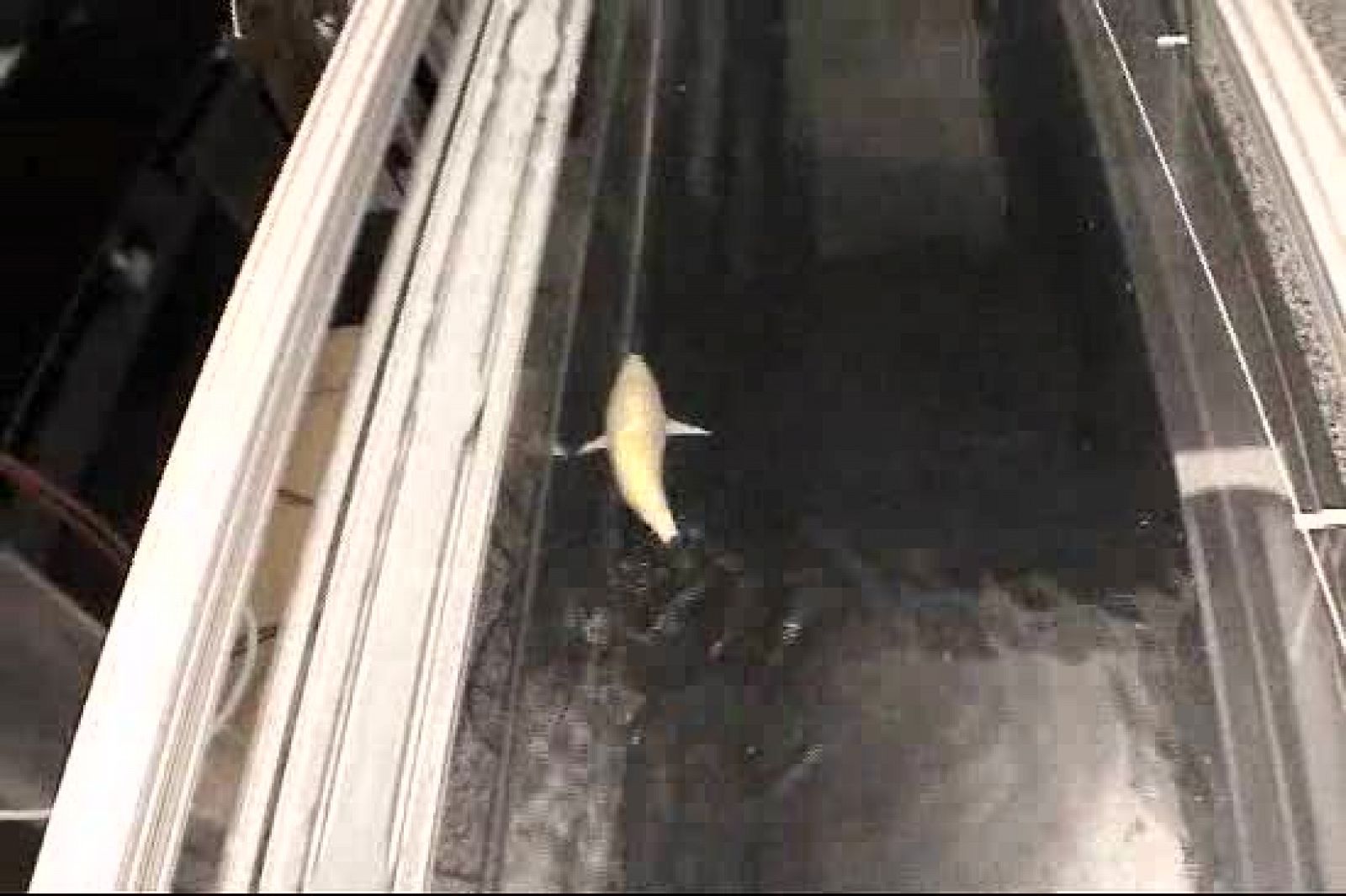 El motor está en la barriga y se encarga de iniciar el movimiento ondulante que hace que el pez se propulse hacia delante.