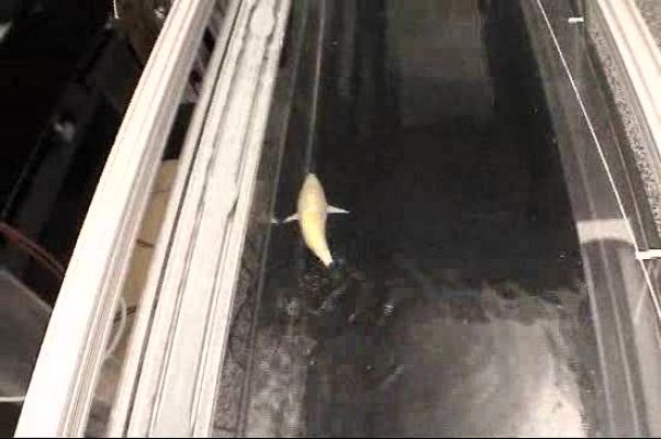 Ciencia y tecnología en Rtve.es - El pez robot